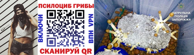 Псилоцибиновые грибы Cubensis  Лахденпохья 
